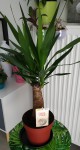 Yucca