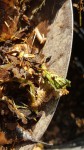 Vers dans mon compost 1