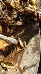Vers compost 2
