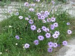 IMG_4691.jpeg
