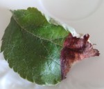 Pommier_feuille.jpg