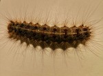 Chenille poilus