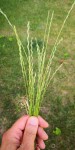 Plante 2