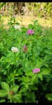 Plante 3