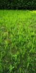 Plante 5