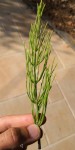 Plante 5 bis
