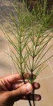 Plante 5 ter