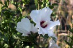 Hibiscus syriacus-349.JPG
