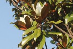 Magnolia grandiflora-346.JPG