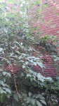 Plante voisin.2.jpeg