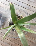 Annotation 2019-07-03 100335.png