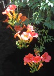Campsis radicans-364.JPG