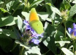 IMG_0362.JPG