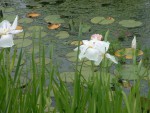 iris ensata pink.JPG