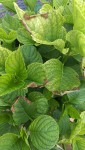 Feuilles hortensias malades ou brûlées