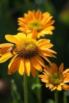 DSC02046.jpg