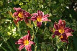 DSC02045.jpg