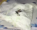insecte.jpg