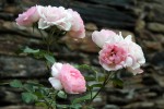 bouquet frais-371.JPG