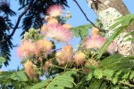 Z Albizzia-369.JPG