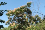 IMG_0368.JPG