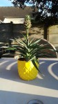 Mon ananas lorsque je l'ai pris