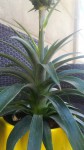 Mon ananas aujourd'hui