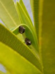Insectes