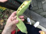 arbre haricot.jpg