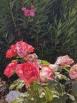 20190705_112327.jpg