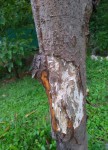 arbre trace blanche.jpg
