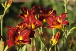 DSC02106.jpg