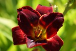 DSC02072.jpg