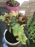 Feuilles noircies, sèches et qui ne poussent plus