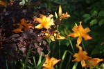 DSC02119.jpg