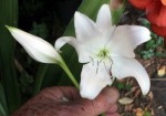 Crinum-pot-fleur-398.JPG