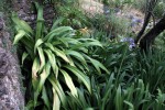 Crinum en PT-399.JPG
