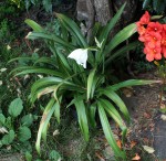 Crinum-pot-397.JPG