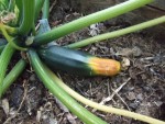 Courgettes-2.JPG