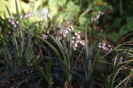 DSC02135.jpg