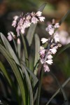 DSC02136.jpg