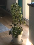 la plante