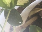 parasite blanc