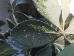 parasite sur feuille