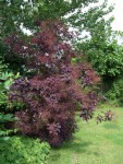 p-3962-Cotinus-coggygria-Royal-Purple-(2).jpg