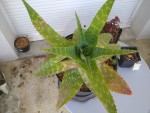 Aloe vera