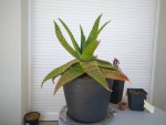 Aloe vera