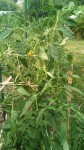 IMG_20190712_175919_157.jpg
