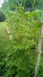 IMG_20190712_175853_775.jpg