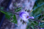 20190713 plantes 062 R.JPG